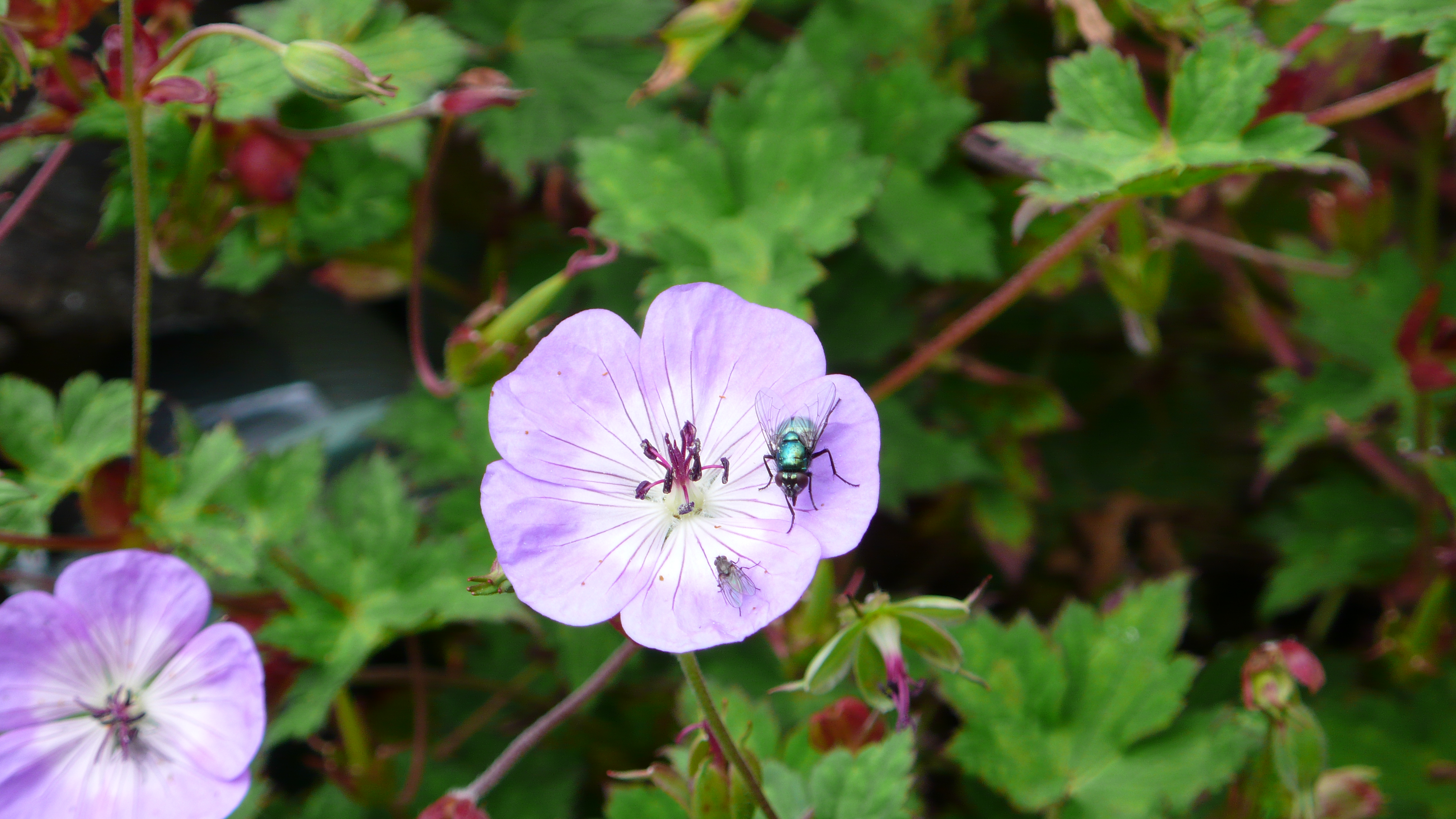 August 2009 - Gardeners World 052