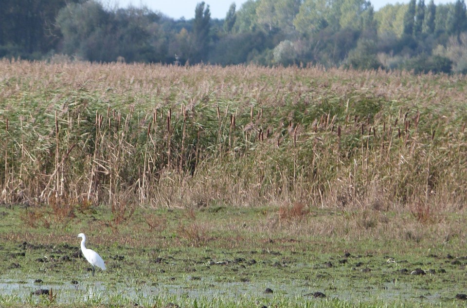 Little Egret - cropped