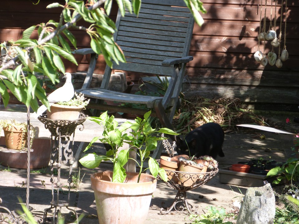 Monty and the collared dove - Sept 2013