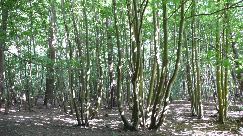 August 2009 - including Gardeners World shoot 029