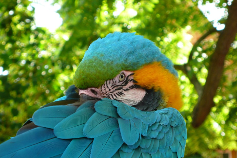 Parrot from Coton Manor