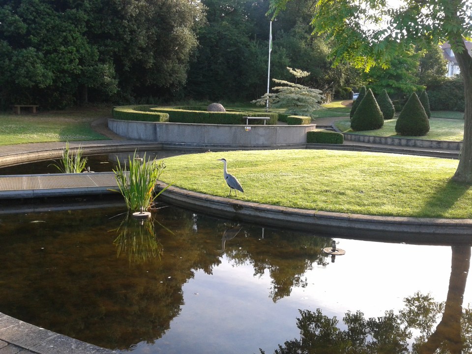 Grey heron in Nottingham