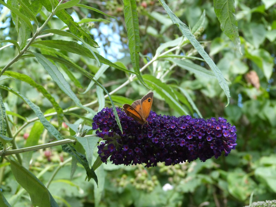 Gatekeeper 1 - summer 2014