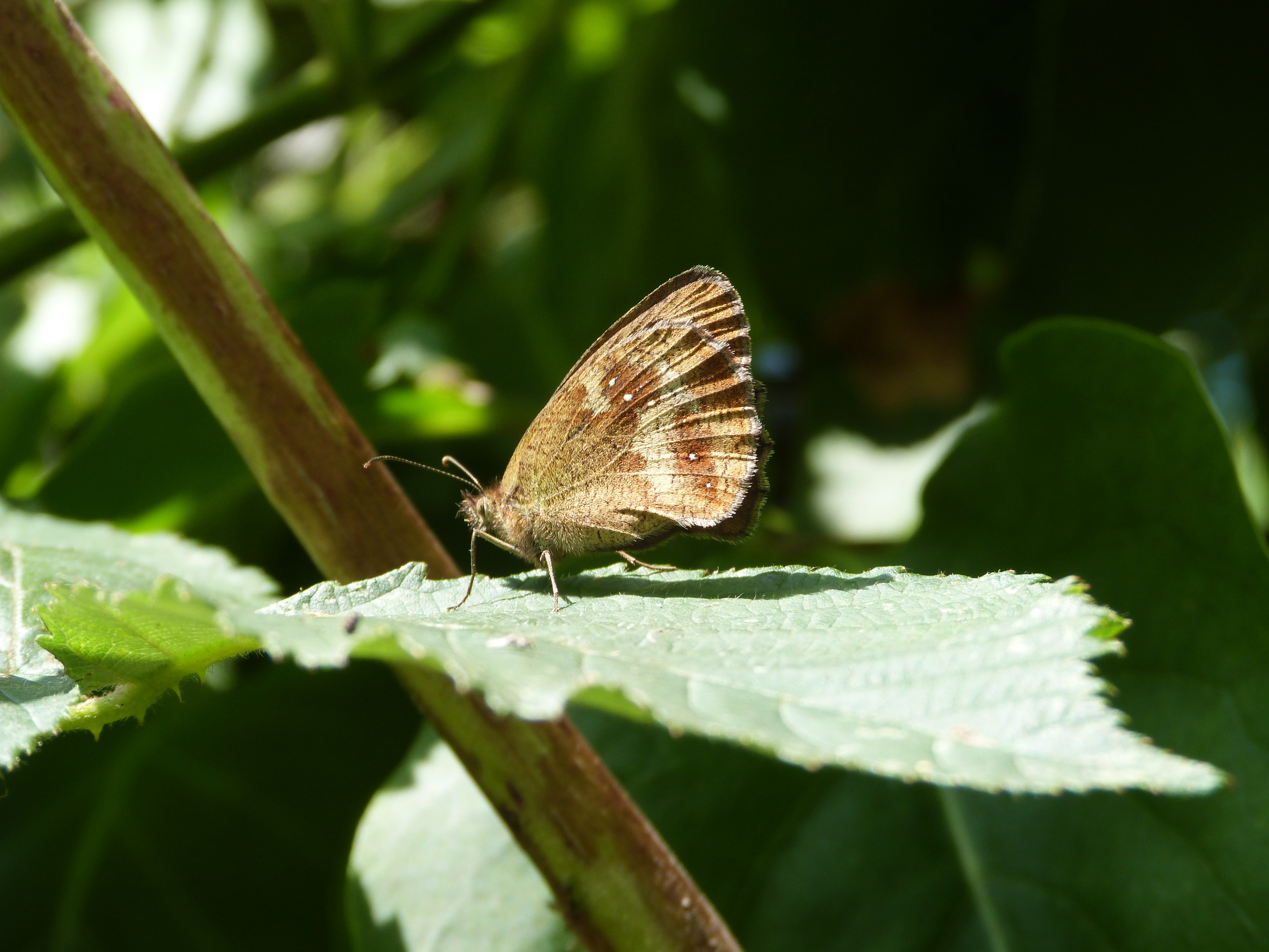 Gatekeeper 4 - summer 2014