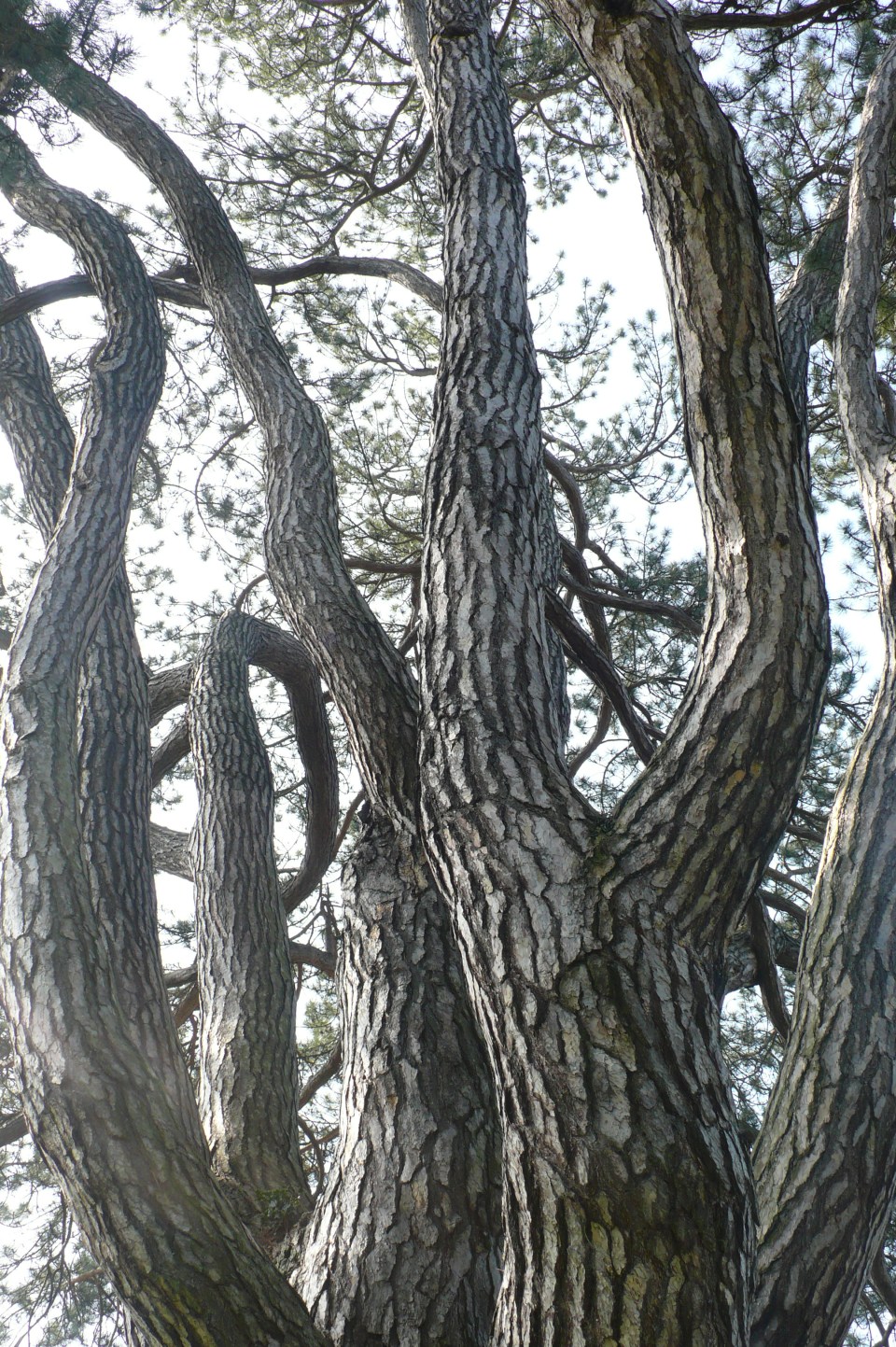 March 2009 - Oxford Botanic Garden 012