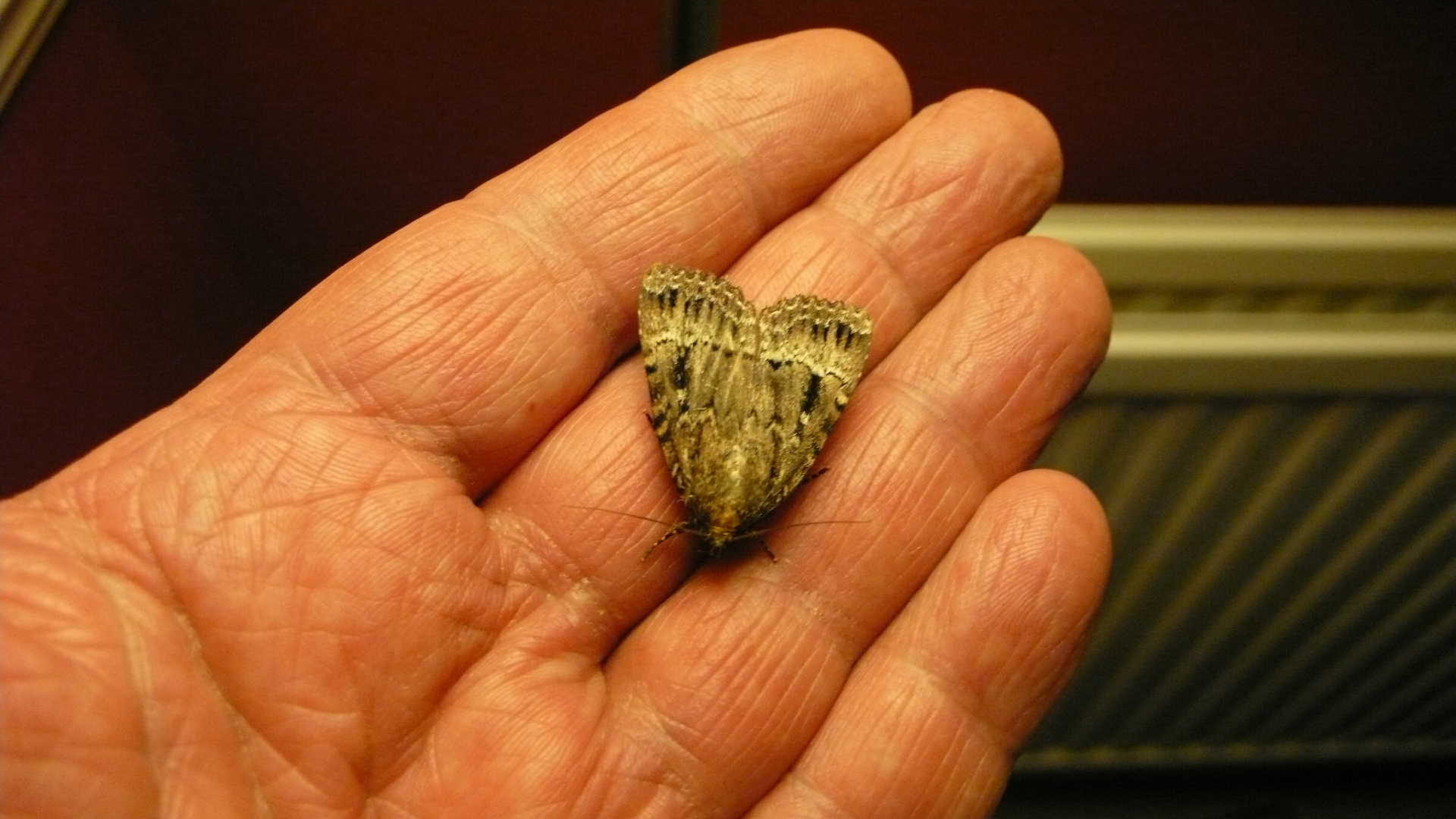 Moth in hand 2014-08-25 19.47.20