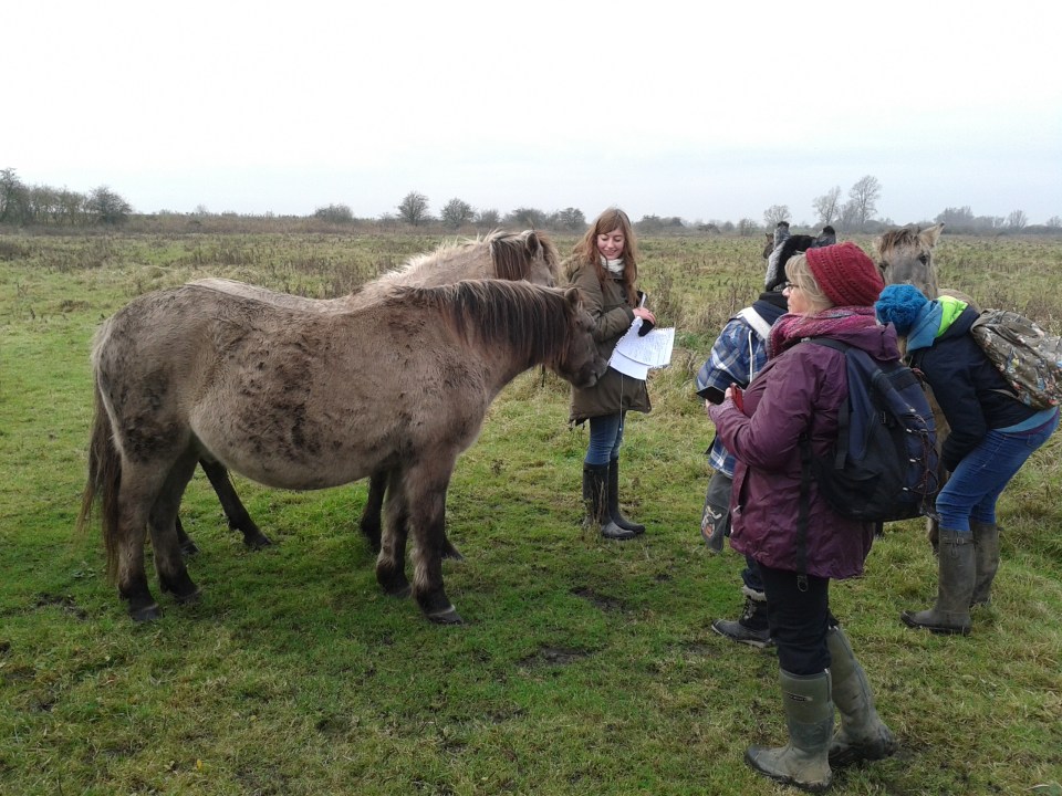 Konic ponies with Janet