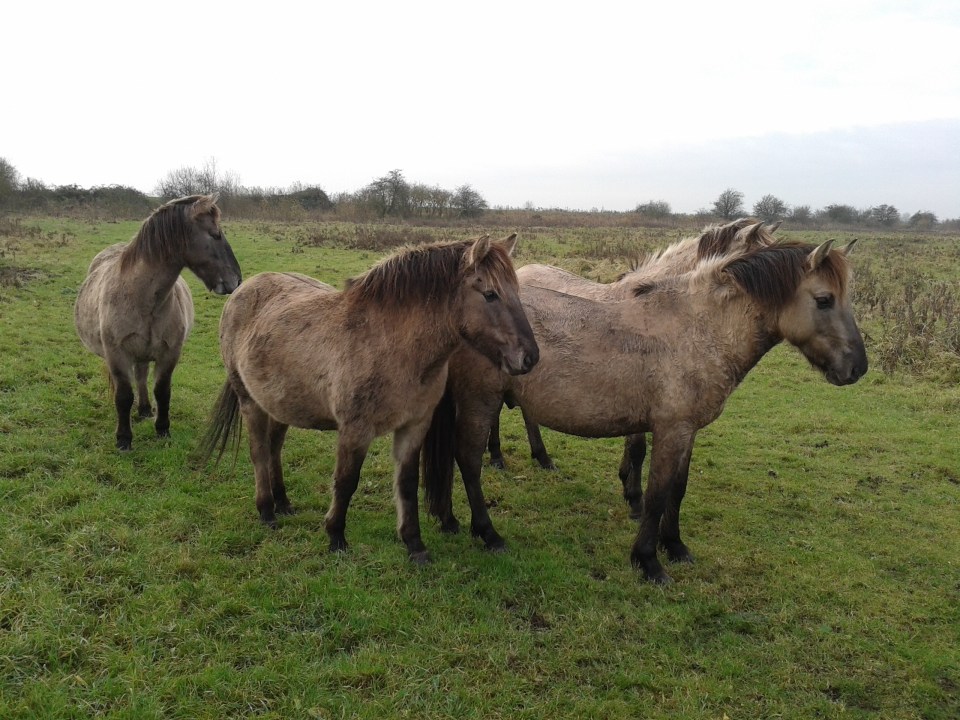 Konic ponies