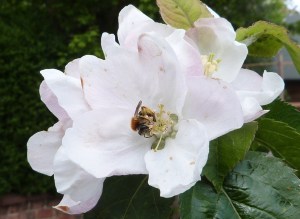 Bee on apple blossom 2 - 1st May 2015