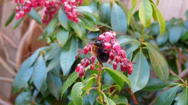 Bombus hypnorum March 2010