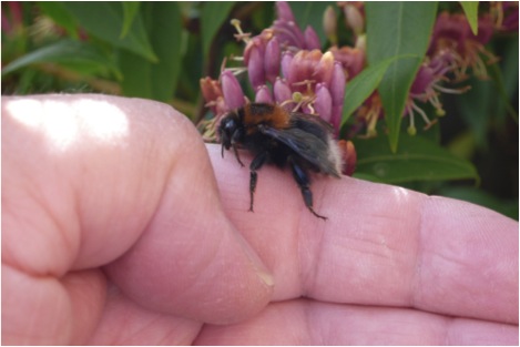 Bombus hypnorum