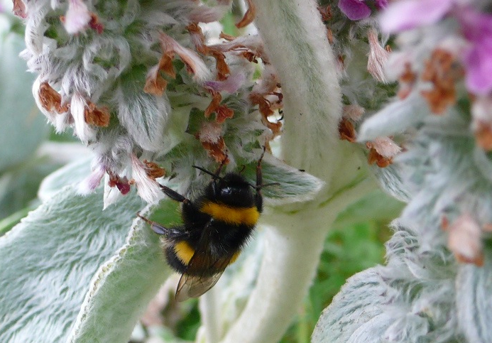 Buff atil on Lambs ear cropped July 2015 P1120289 copy