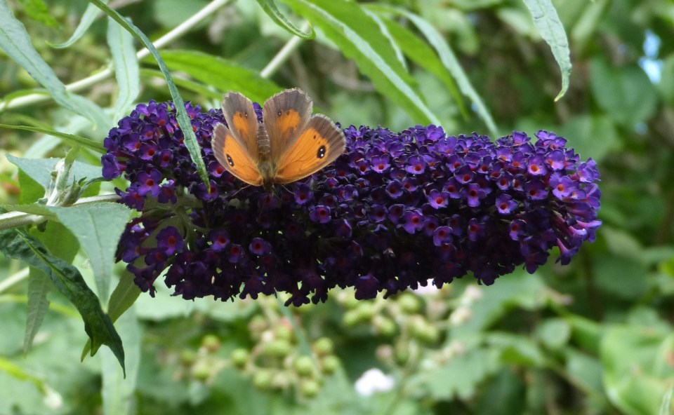 Gatekeeper cropped P1010472