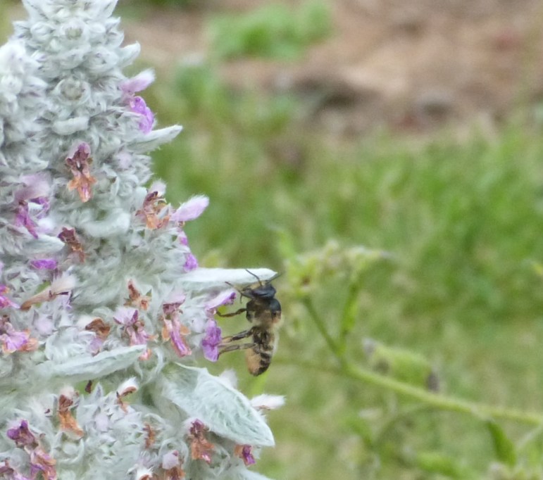 Megachile female 2 - close up July 2015P1020491