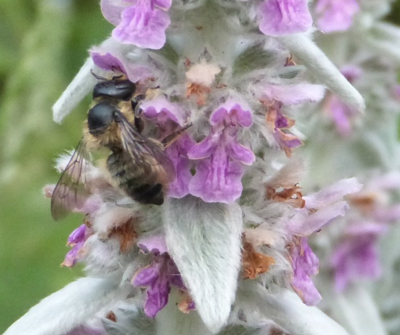 Megachile female - close up - July 2015 P1020489 copy