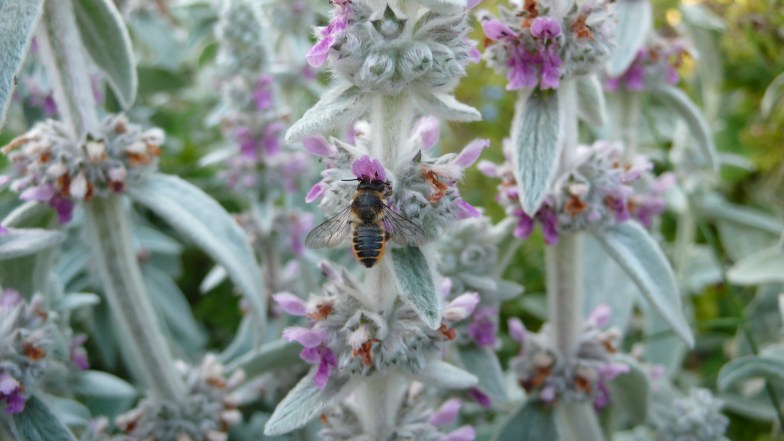 Megachile on lambs ear 2015-06-29 18.16.49