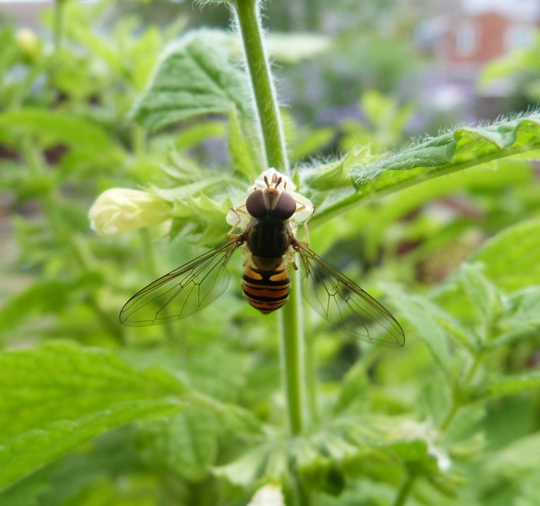 Syrphid on lemon balm 1 cropped - 1P1020548 copy