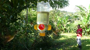 Hummingbirds on feeds in Brazil