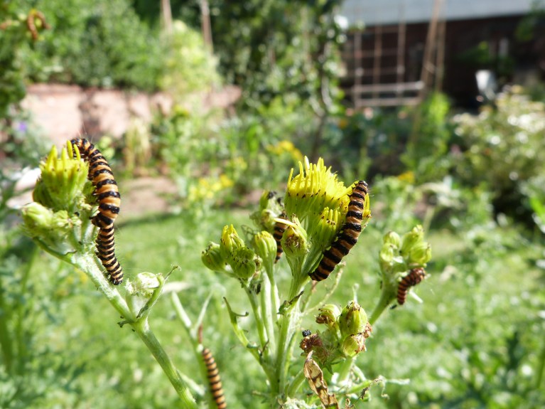 Cinnabar caterpillars 1 P1020535