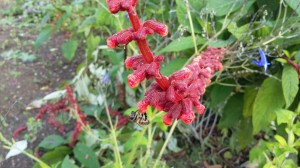 Bee on Salvia - OBG - November 2015