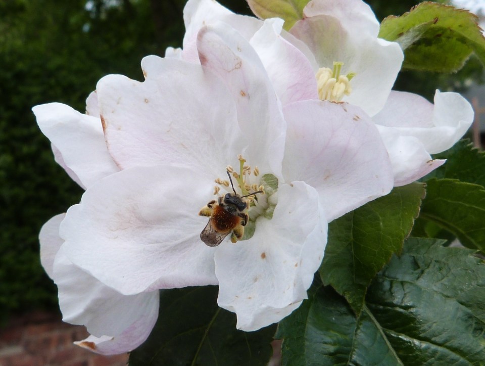 Bee on apple blossom - 1st May 2015