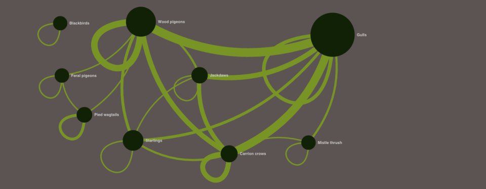 Birds mixed flocks (2) - curved