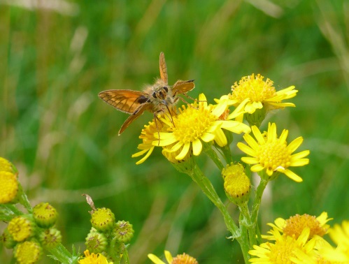 Skipper on ragwort - cropped