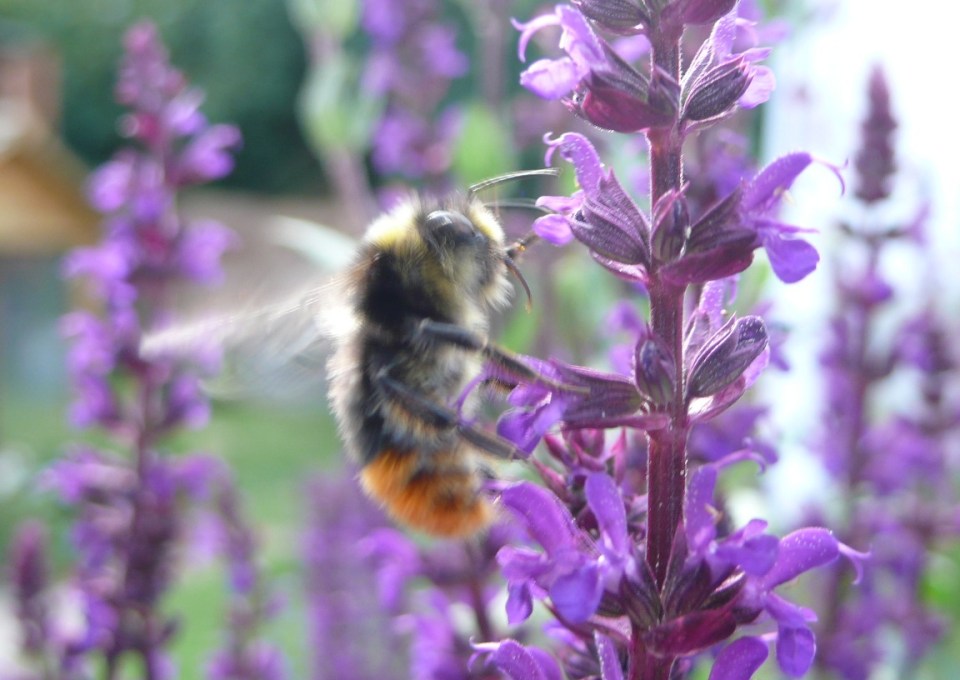Male B lap on Salvia cropped P1120309