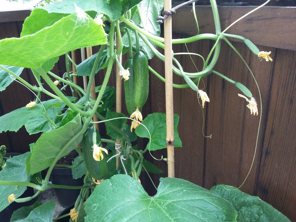 Cucumber fruit 20160713_103558