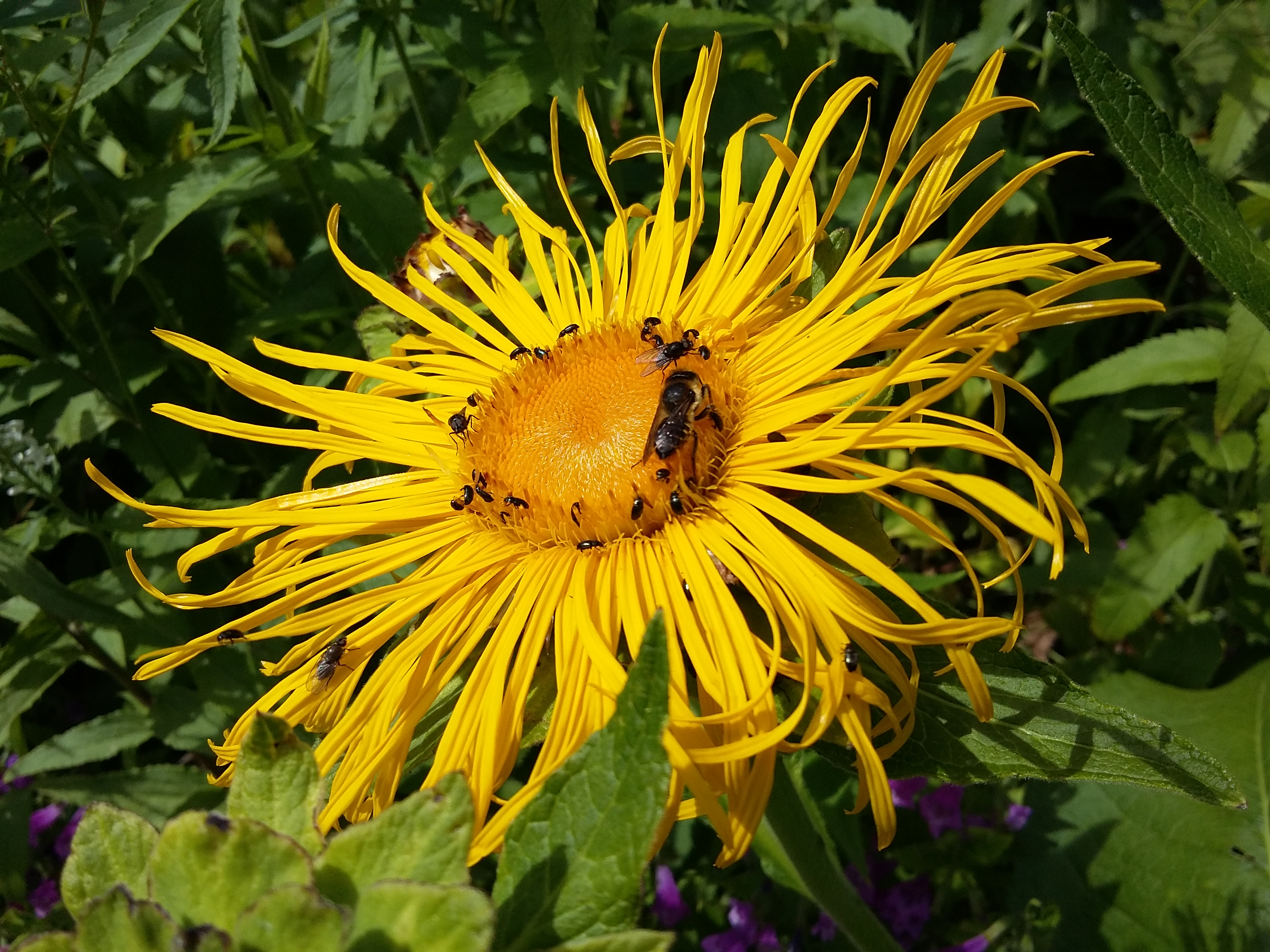 Inula at Ravensthorpe 20160710_145426