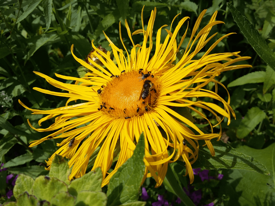 Inula at Ravensthorpe 20160710_145426