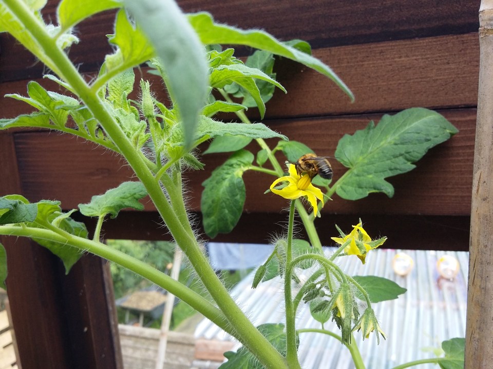 Megachile on tomato 20160713_103712