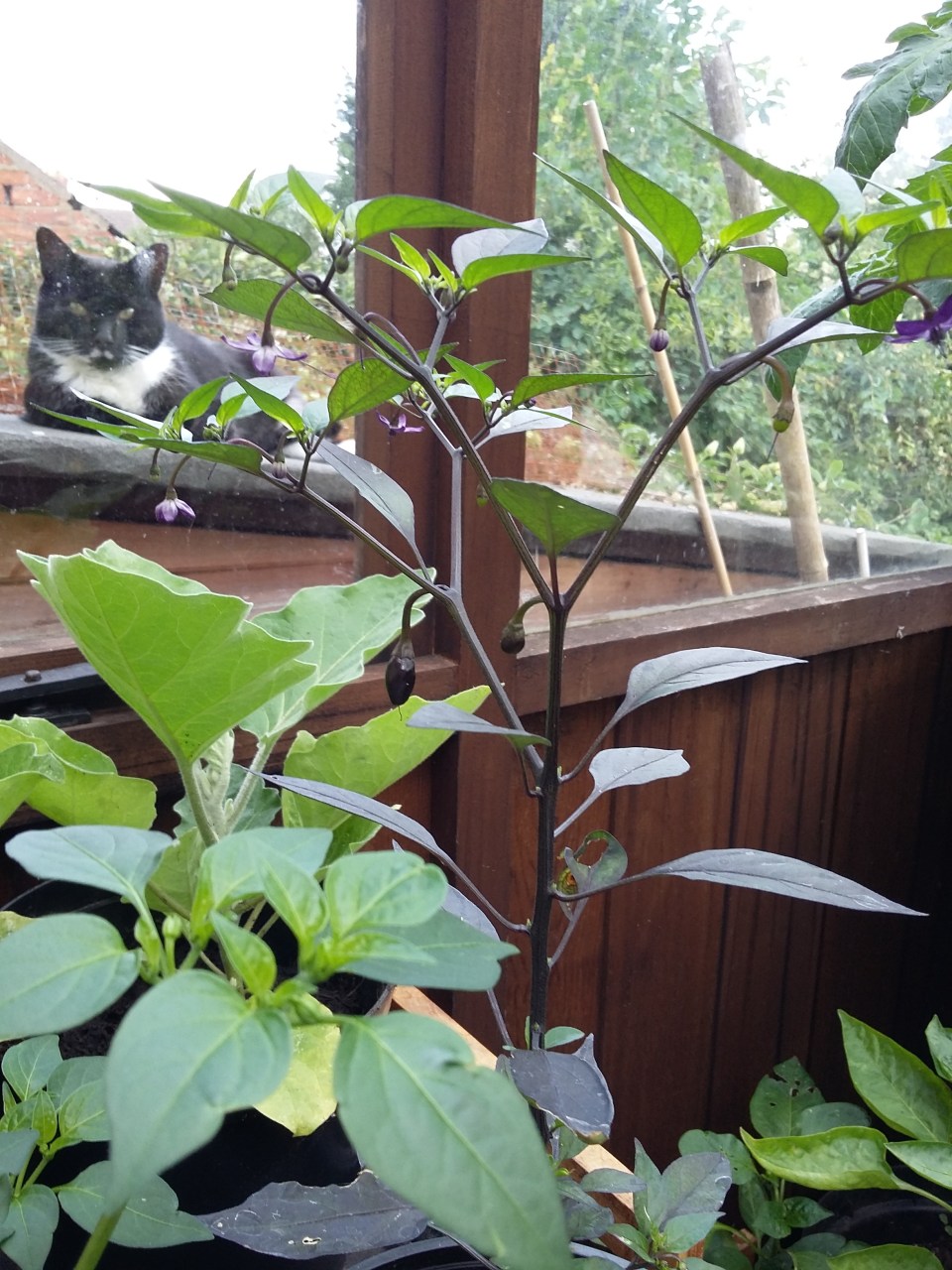 Orzoco chilli 20160713_102213