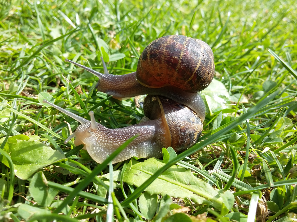 Snails - 20160813_124310