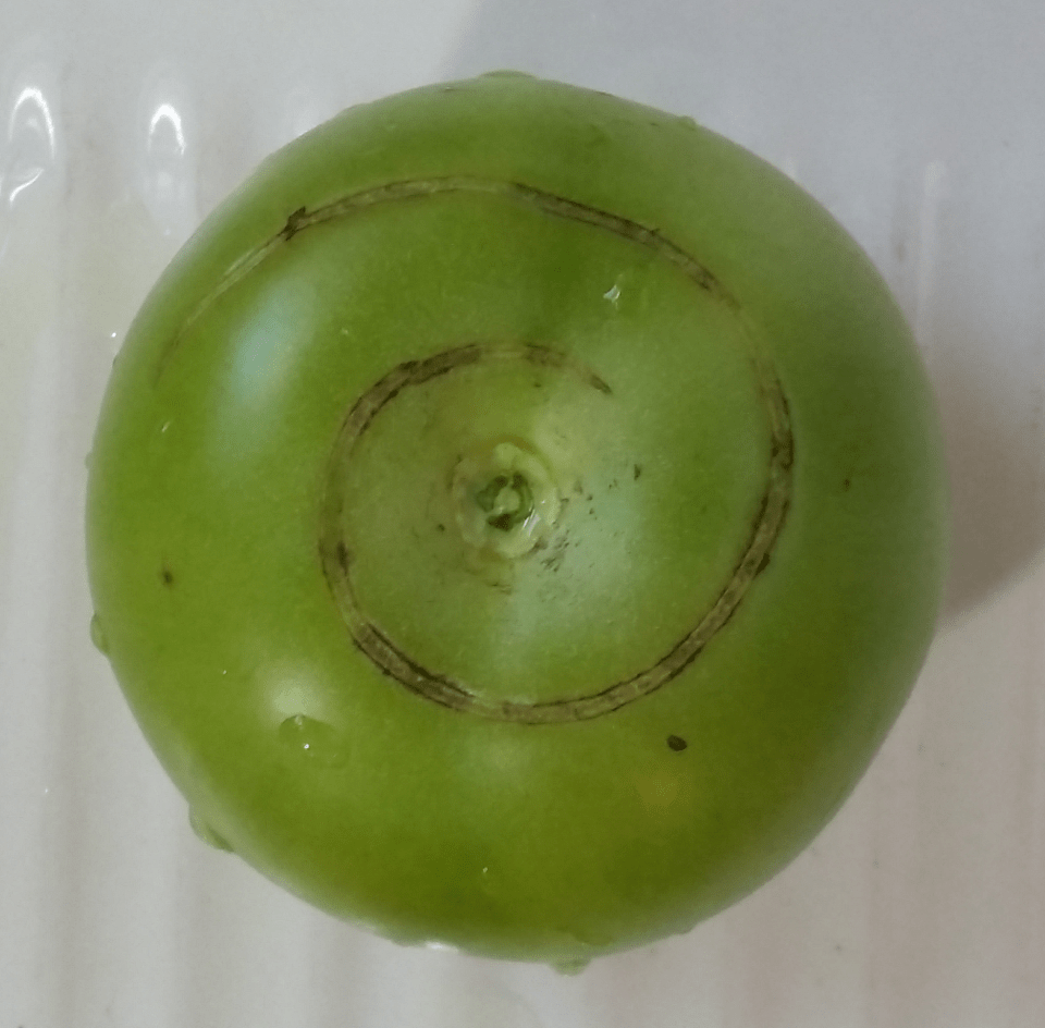 Spiral tomato 20160925_135721.png
