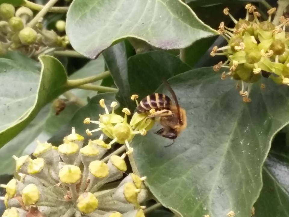 Ivy bee 20161011_143817.png