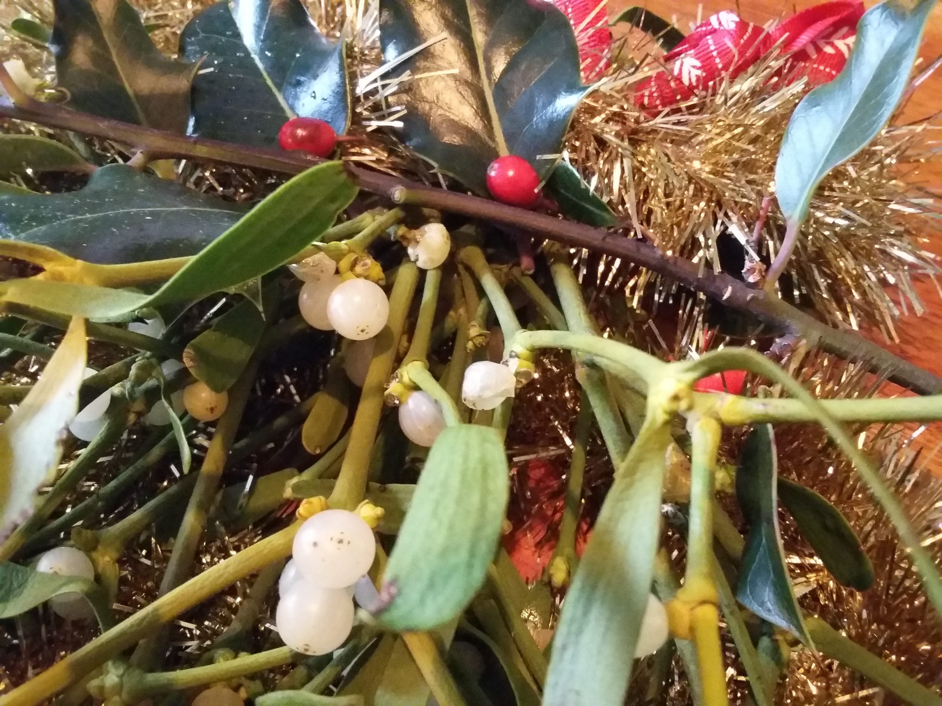 Holly and mistletoe 20161211_103252.png