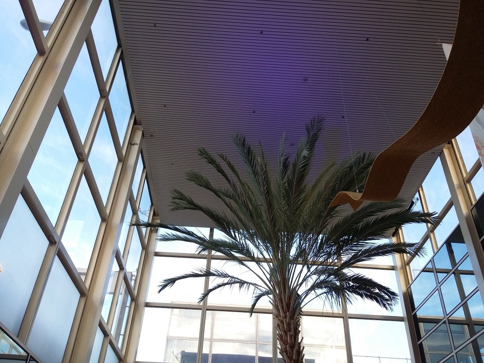 mk-palm-20161204_150755