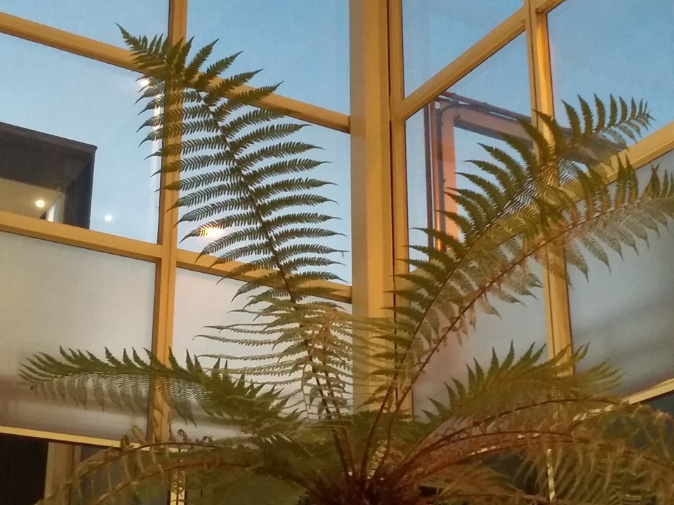 mk-tree-fern-20161204_162151