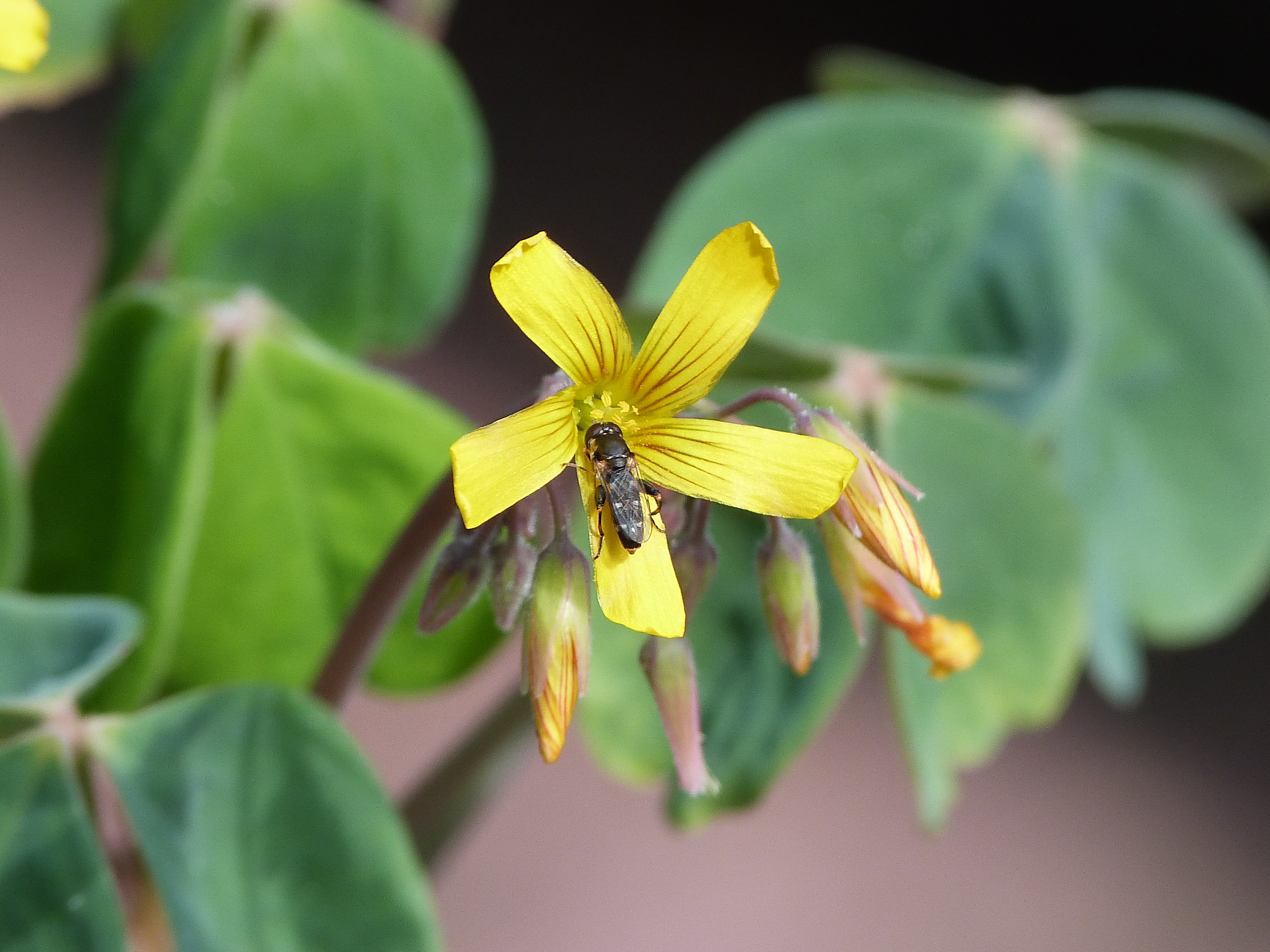 Oxalis fly P1030303.png