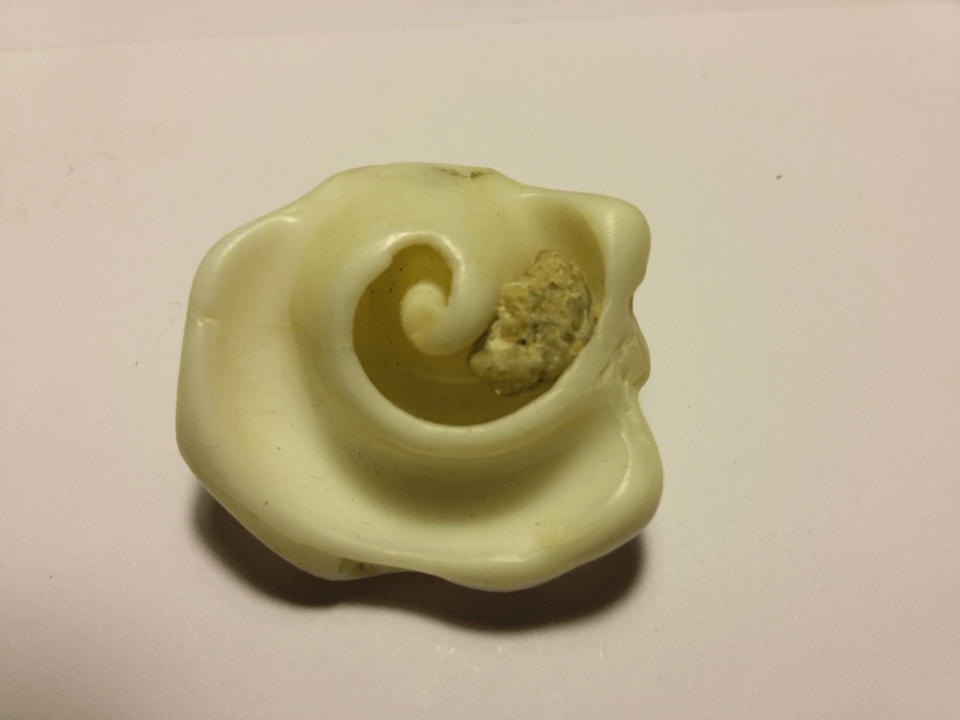 Shell fragment 20170125_171616.png