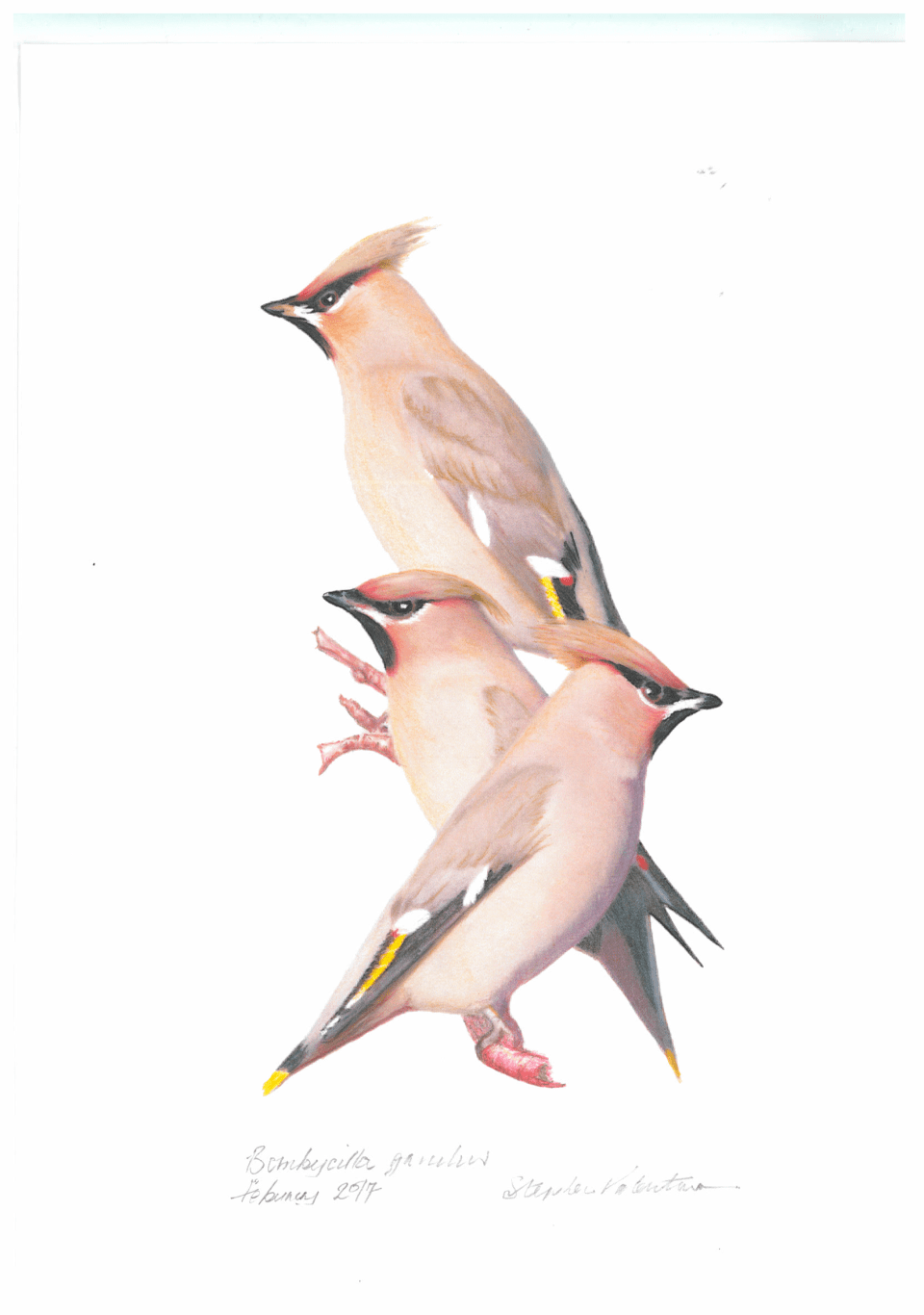 waxwings-by-stephen-valentine