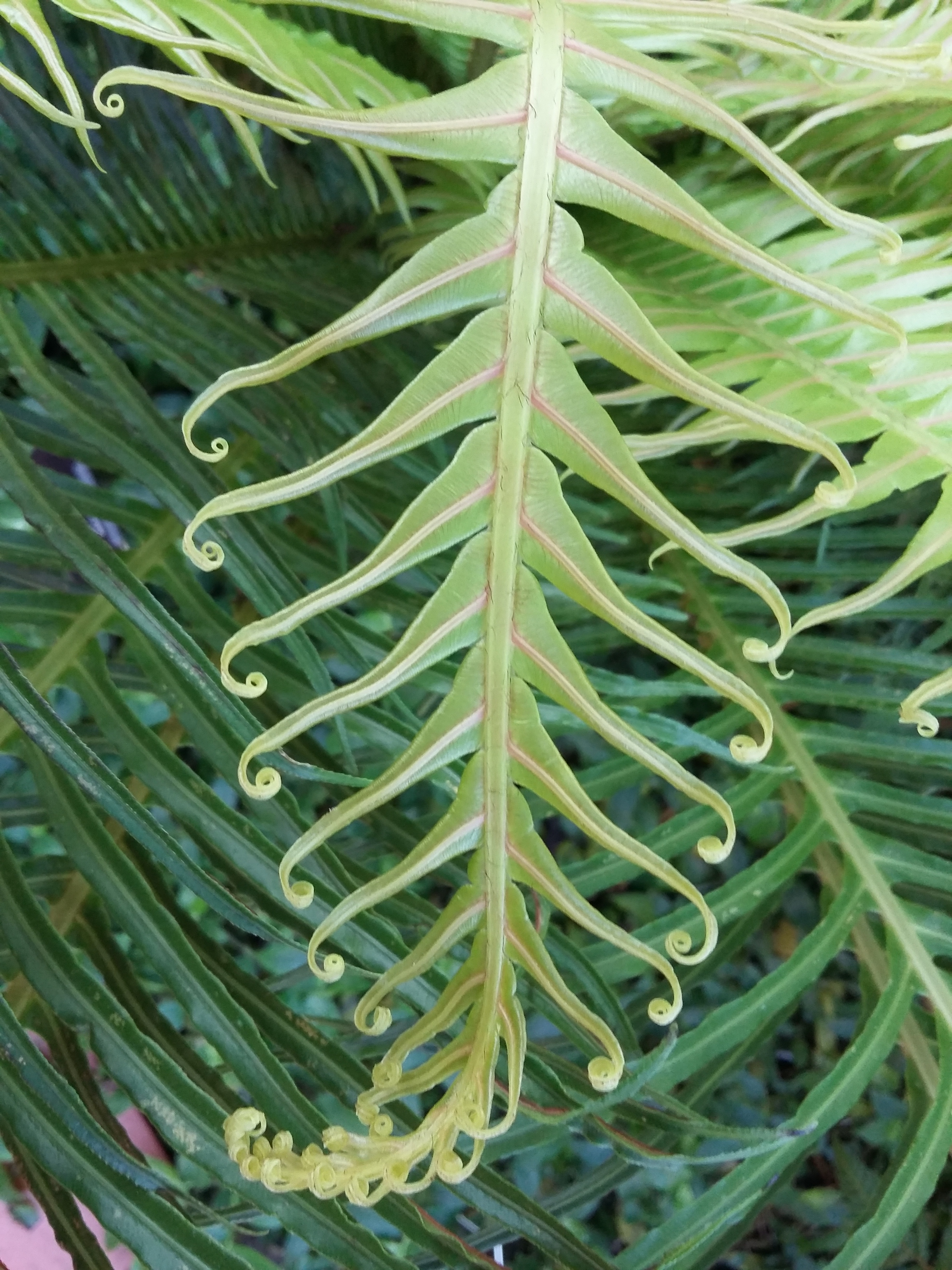 Blechnum gibbum 20170319_154939.png