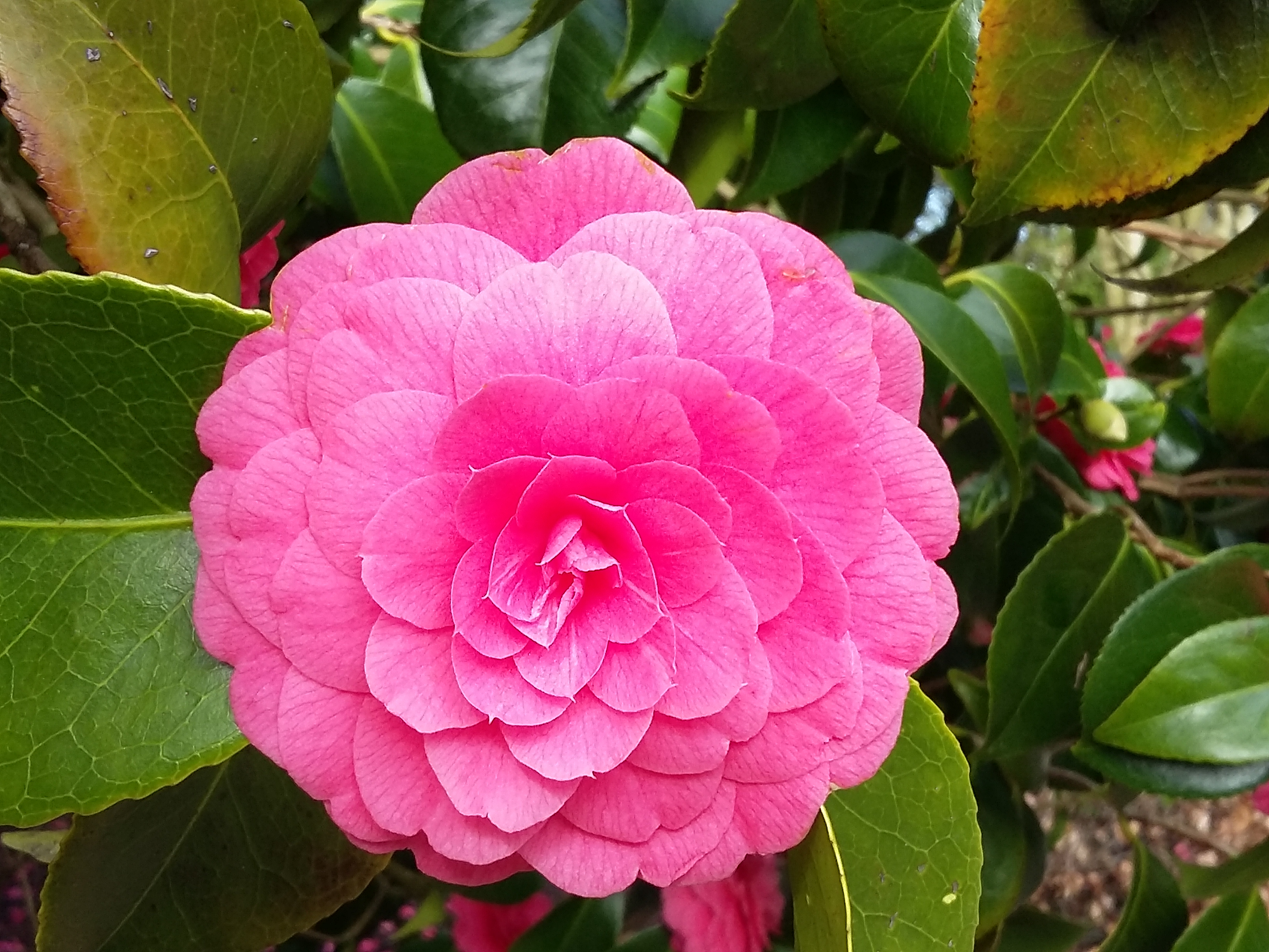 Camelia 20170319_150934.png