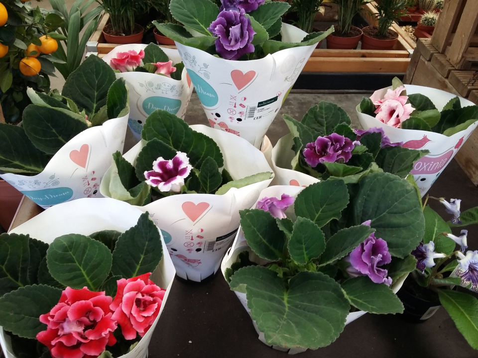 Gloxinias 20170325_105735