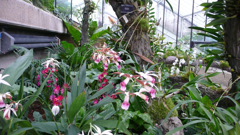 Orchids at Kew 2014-02-24 15.30.32