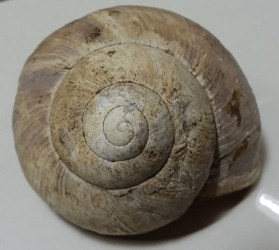 Roman snail cropped 20170303_123004.png