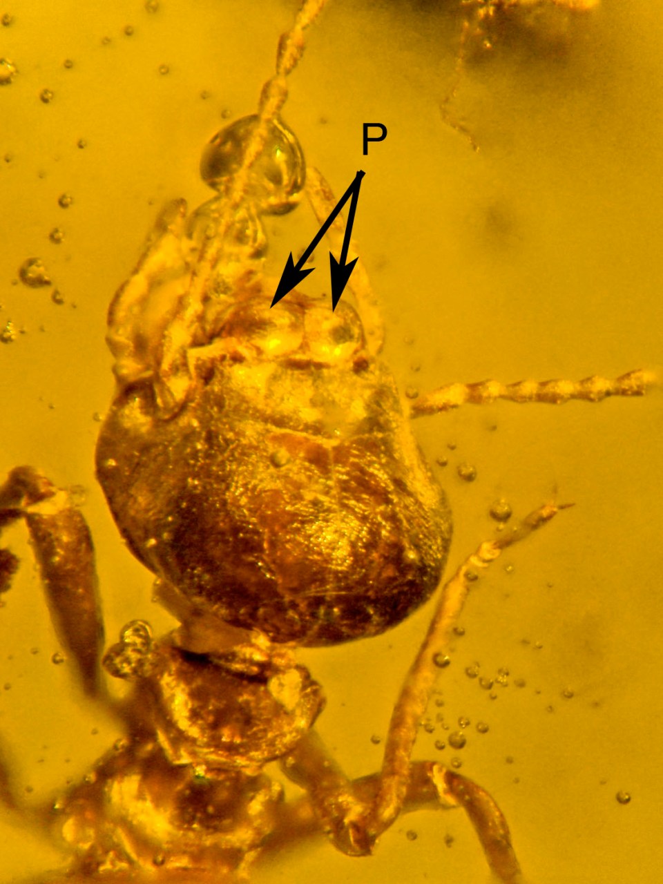 Poinar_FossilMilkweed_separate pollinia on head