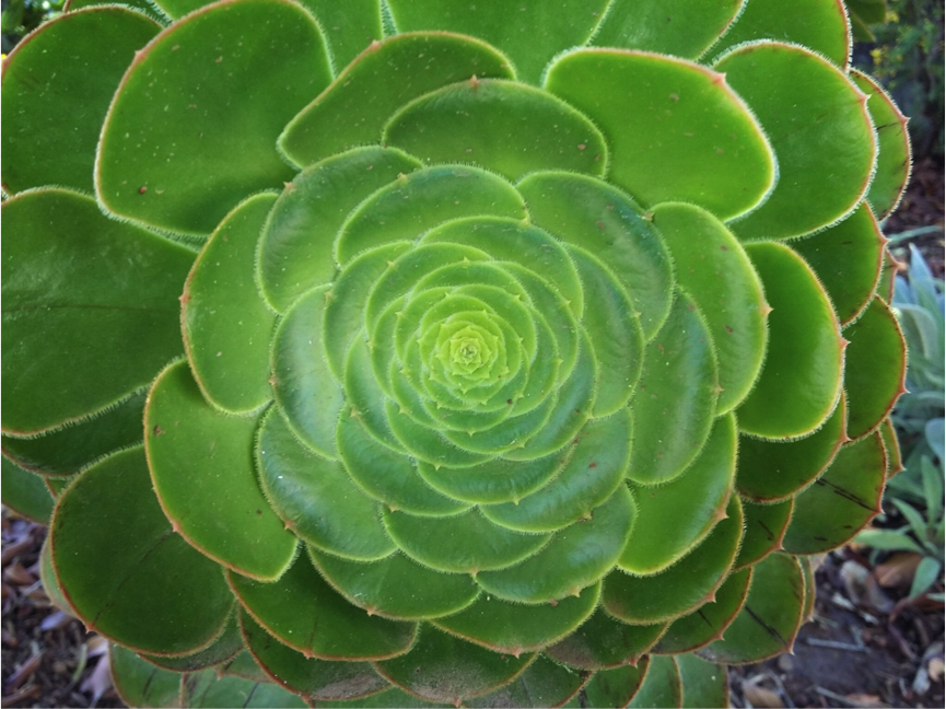 Aeonium.png