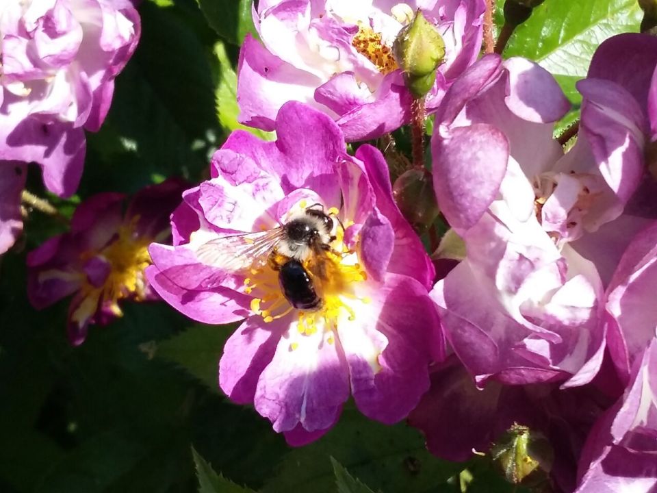 Ashy Mining Bee 2017-06-17 10.55.45